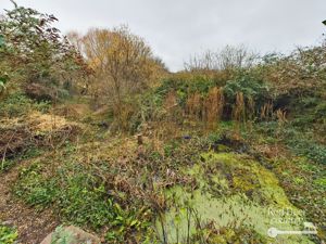 Pond- click for photo gallery